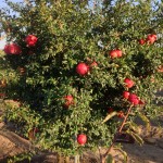 Κτήμα Ροδιού