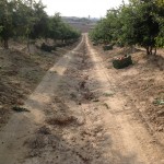 Κτήμα Ροδιού