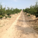 Κτήμα Ροδιού